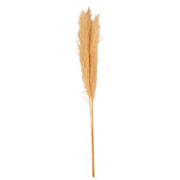 3 BRANCHES DE PAMPA NATUREL