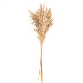 6 HERBES DE PAMPA SAUVAGES NATURELLES