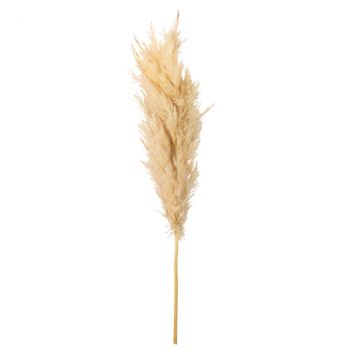 BRANCHE DE PAMPA CRÈME GARNIE
