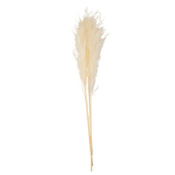 Branche pampa crème 80cm x3