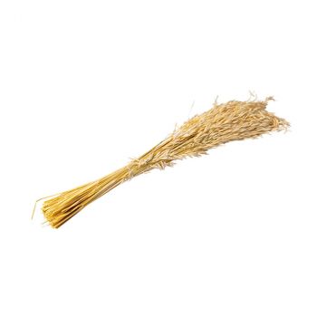 Epis d'avoine seché naturel 73cm