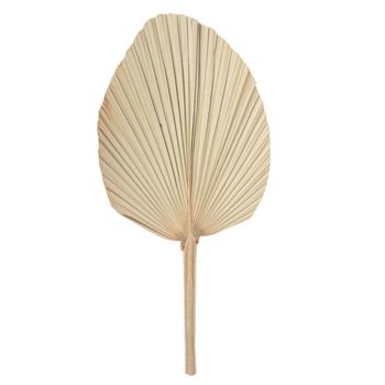 Feuille de palmier séchée