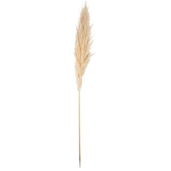 LA TIGE DE PAMPA GARNIE GINET NATURELLE