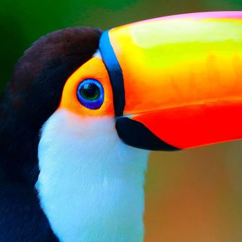 Lot de 20 serviettes toucan 33cm