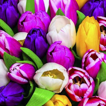 Lot de 20 serviettes tulipes colorées 33cm