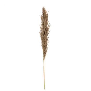Pampa foncée 1.10m